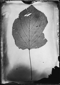 Leaf Tintype by Alice Blanch