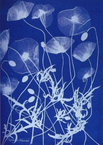 cyanotype photogram by Anna Atkins