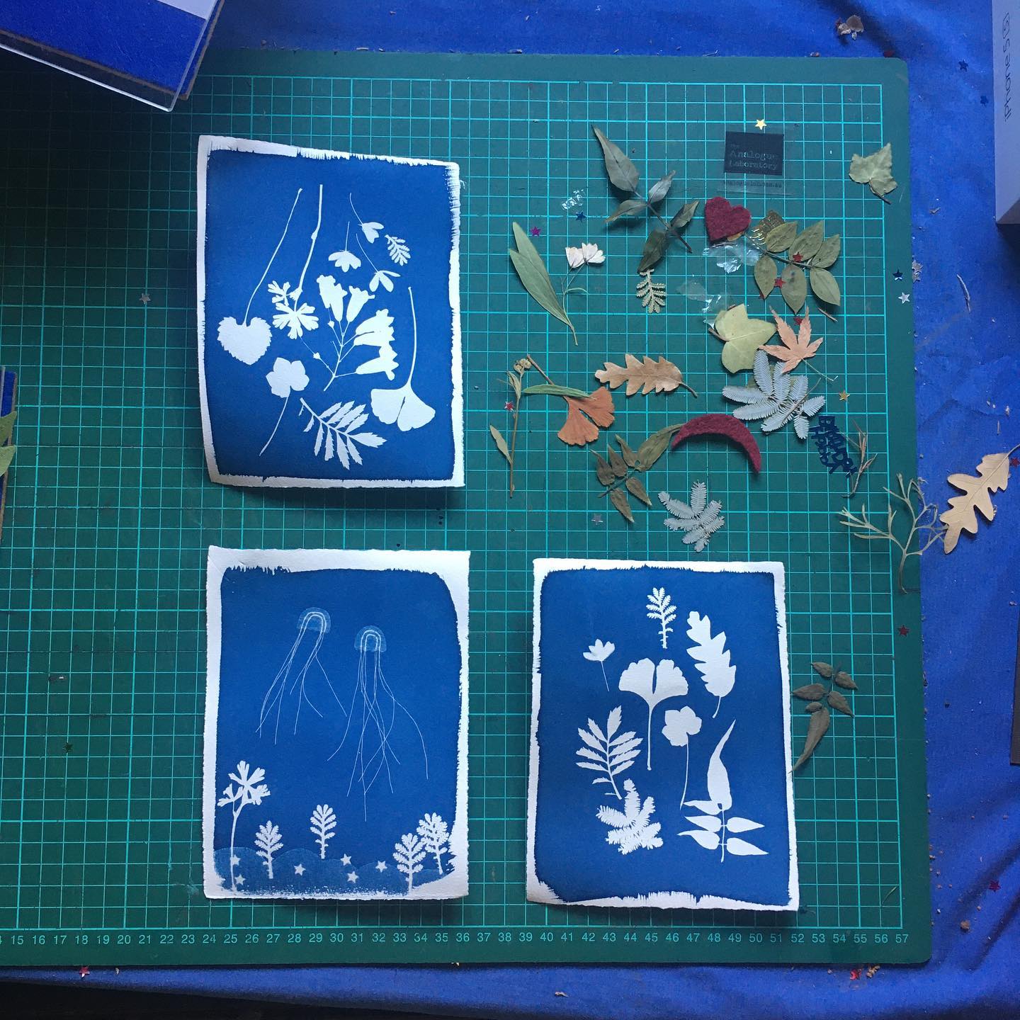 Another perfect day for cyanotypes 💙 Ideal projects for mailing to all your dear friends, all over the world. There’s nothing quite like a happy surprise in the mail 💌
.
.
#chinup #allinthistogether #cyanotype #makeathing #photogram #kidfriendlyprojects